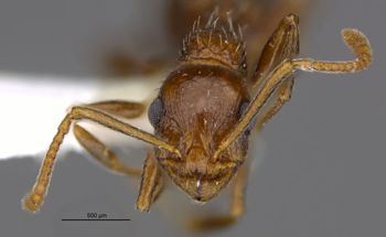Media type: image;   Entomology 583616 Aspect: head frontal view